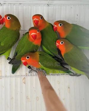 Photo - Exotic Birds