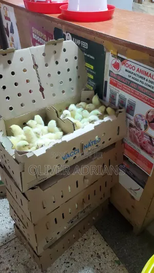 Photo - Chicks Cob 500