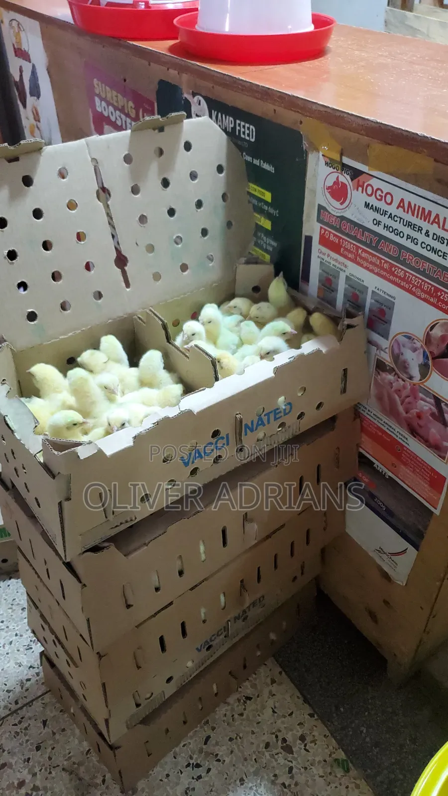 Chicks Cob 500