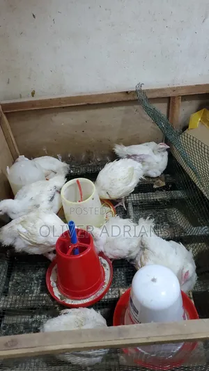 Chicks Cob 500
