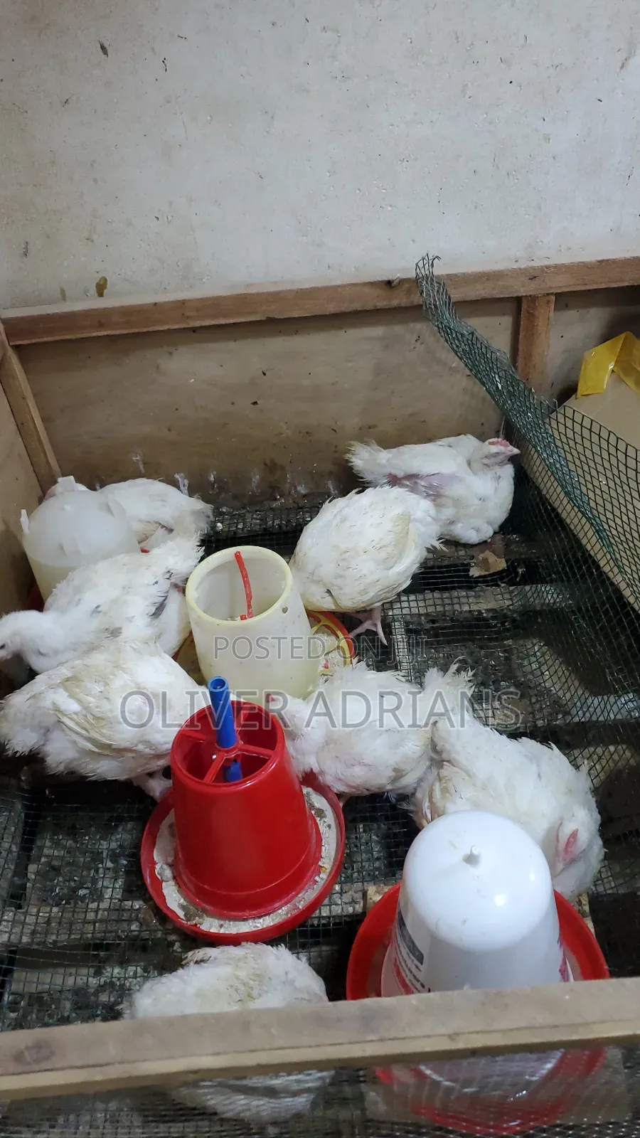 Chicks Cob 500