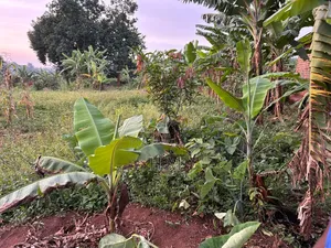 100/100 Plot in Kiwenda Town
