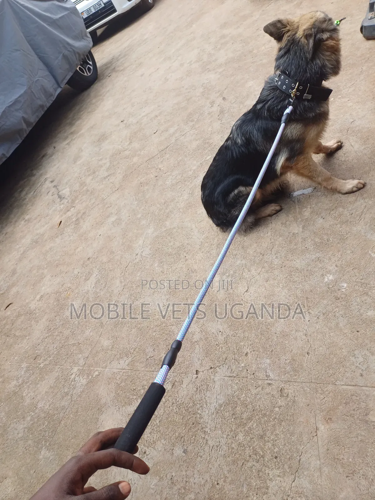 6-12 months Male Purebred German Shepherd