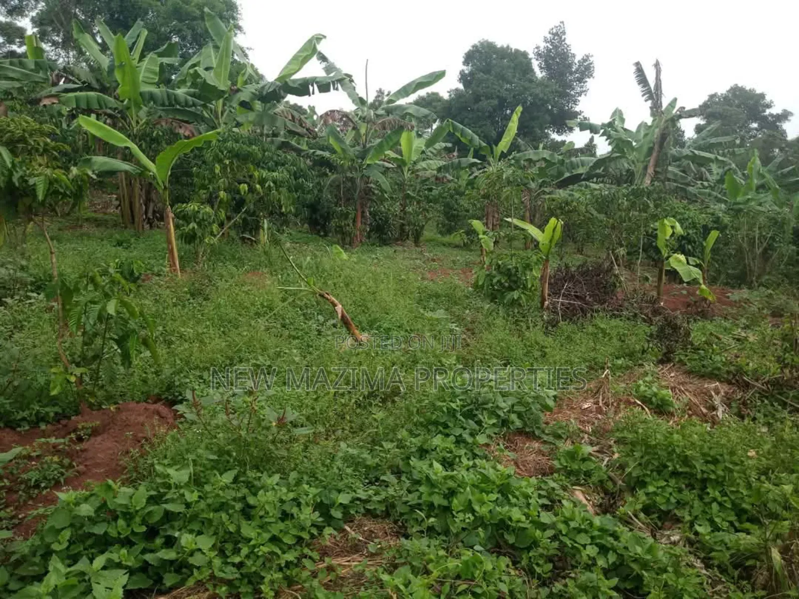 Half Acre on Quick Sale in Heart of Matuga Kilolo Village