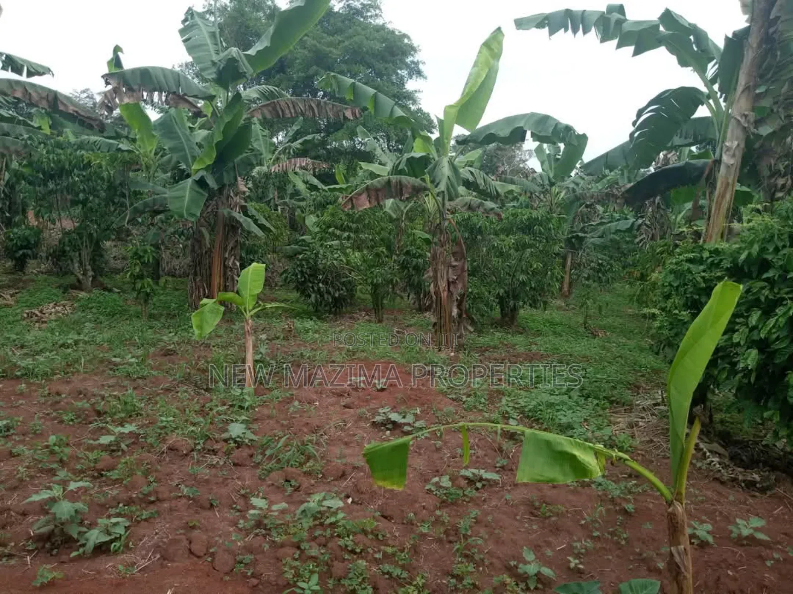 Half Acre on Quick Sale in Heart of Matuga Kilolo Village