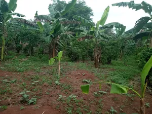 Half Acre on Quick Sale in Heart of Matuga Kilolo Village