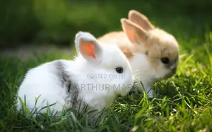 Photo - Young and Old Rabbits for Sale
