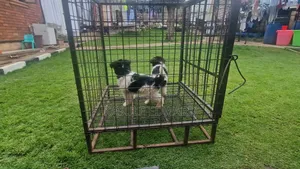 Photo - 1-3 months Male Purebred Maltese