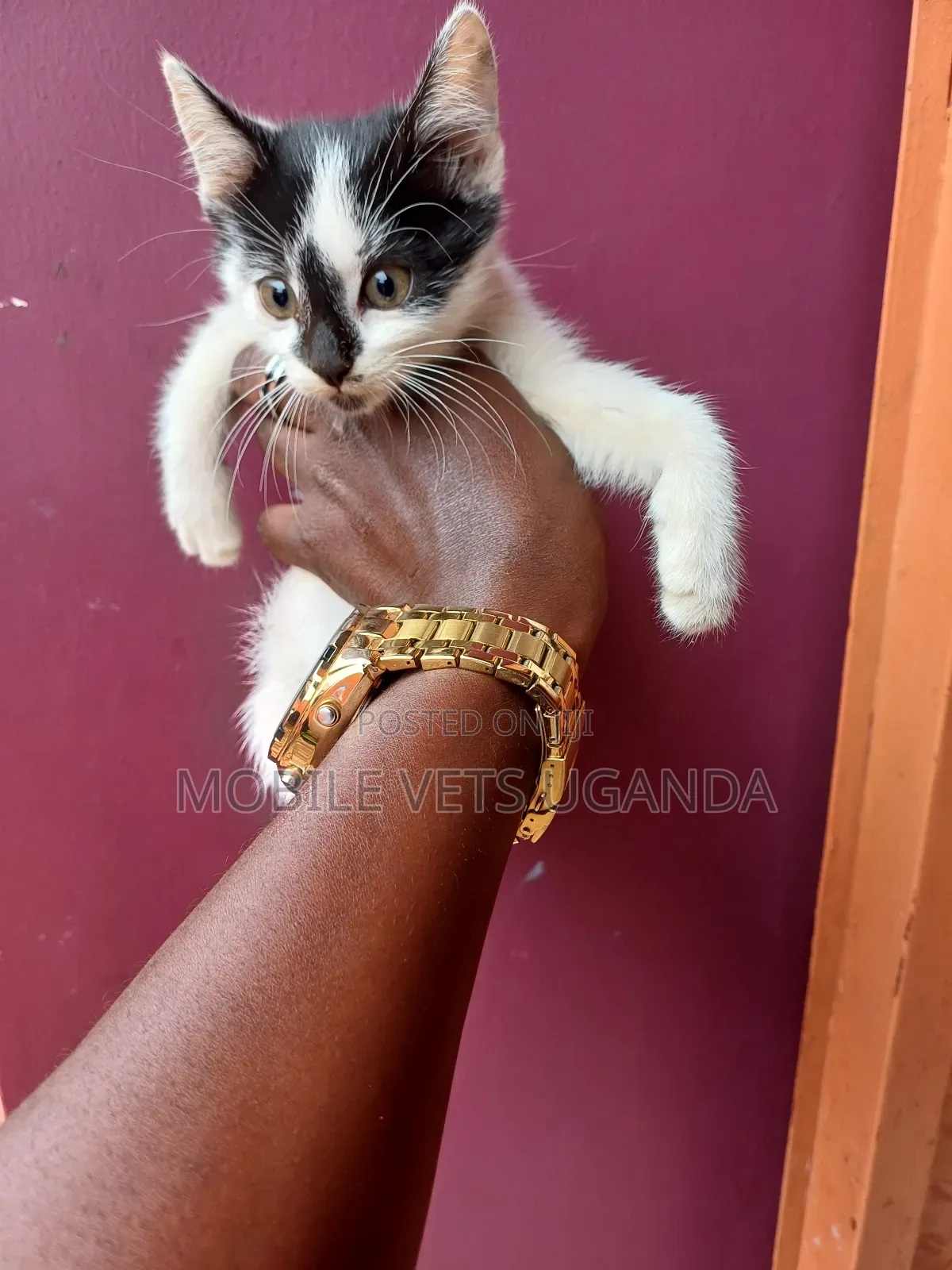 0-1 month Male Purebred British Shorthair