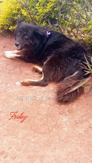 6-12 months Male Purebred German Shepherd