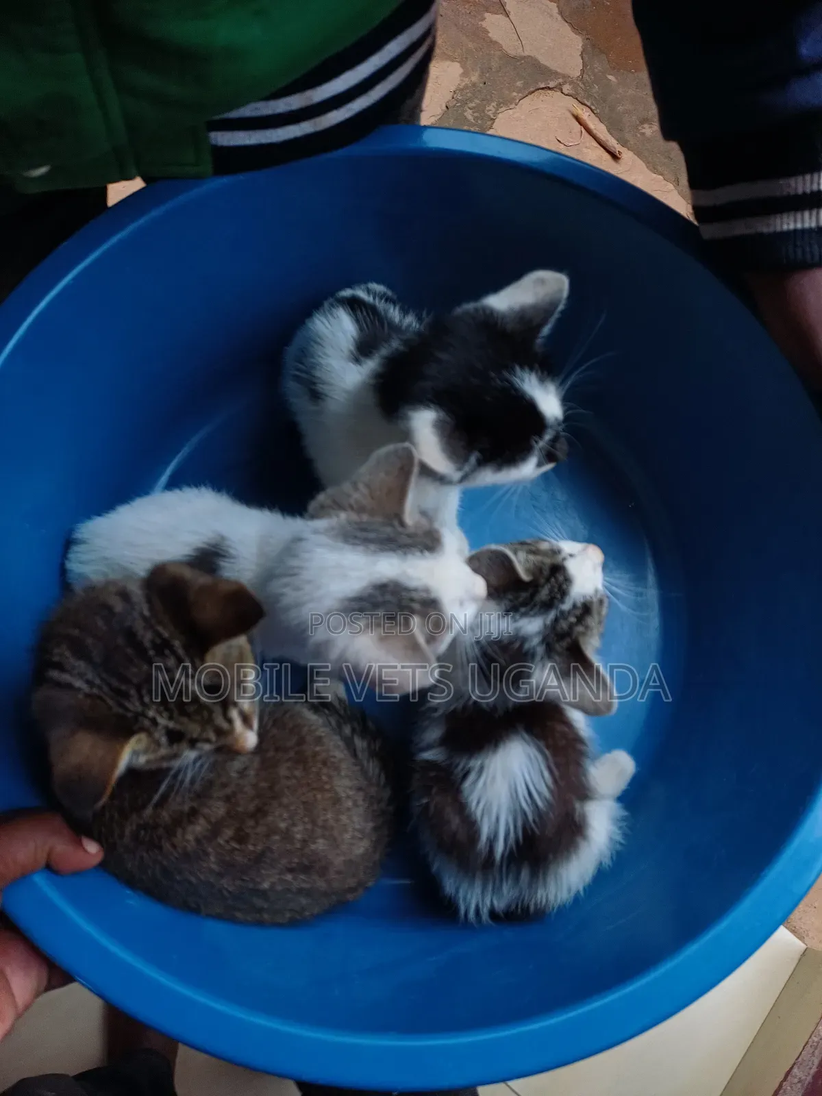 1-3 months Male Purebred Nebelung