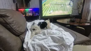 Photo - 1-3 months Female Purebred Maltese