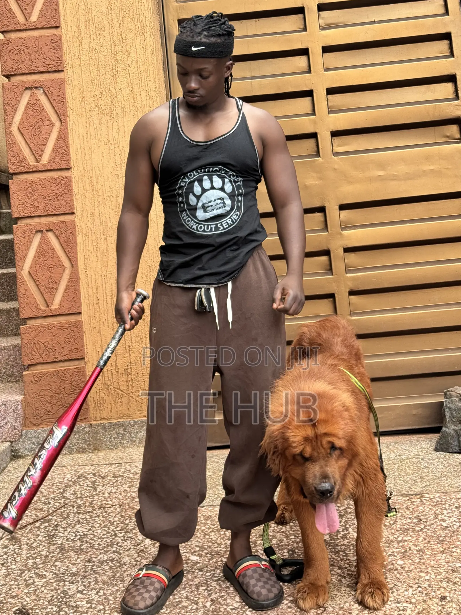 Dog Training