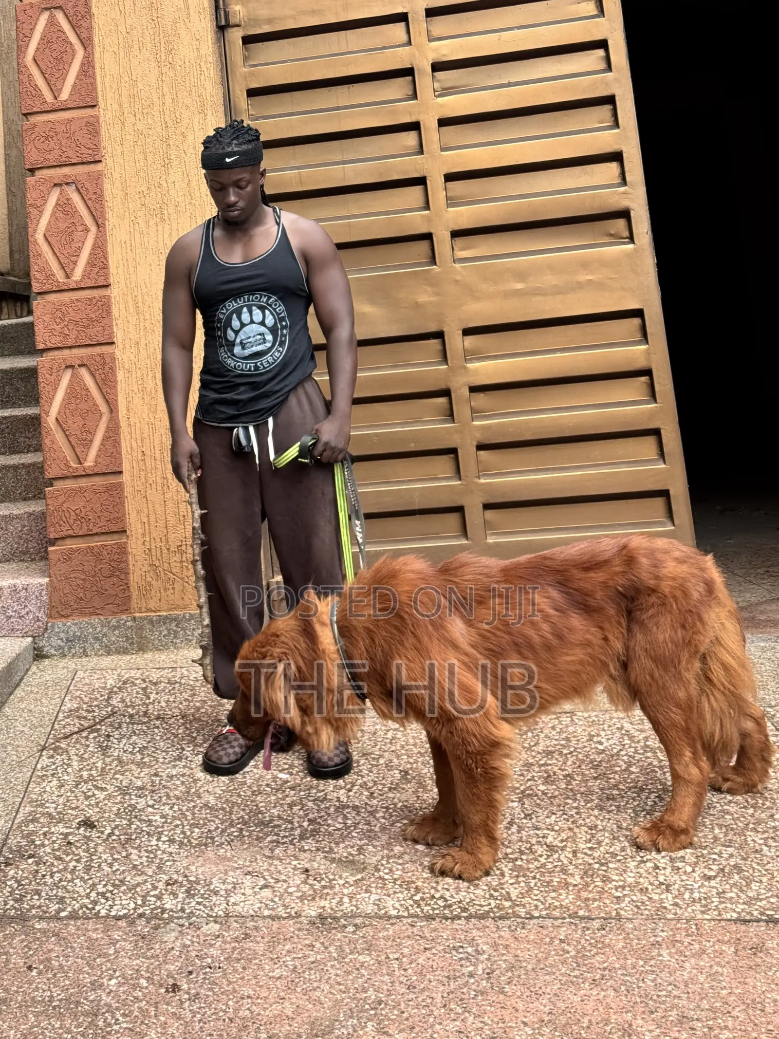 Dog Training