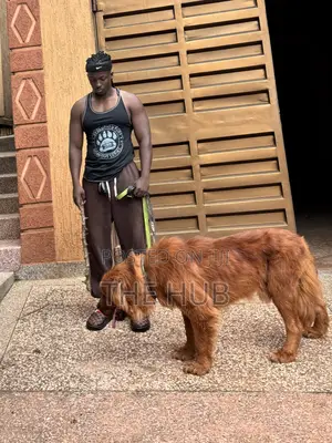 Dog Training