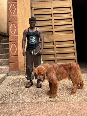 Dog Training