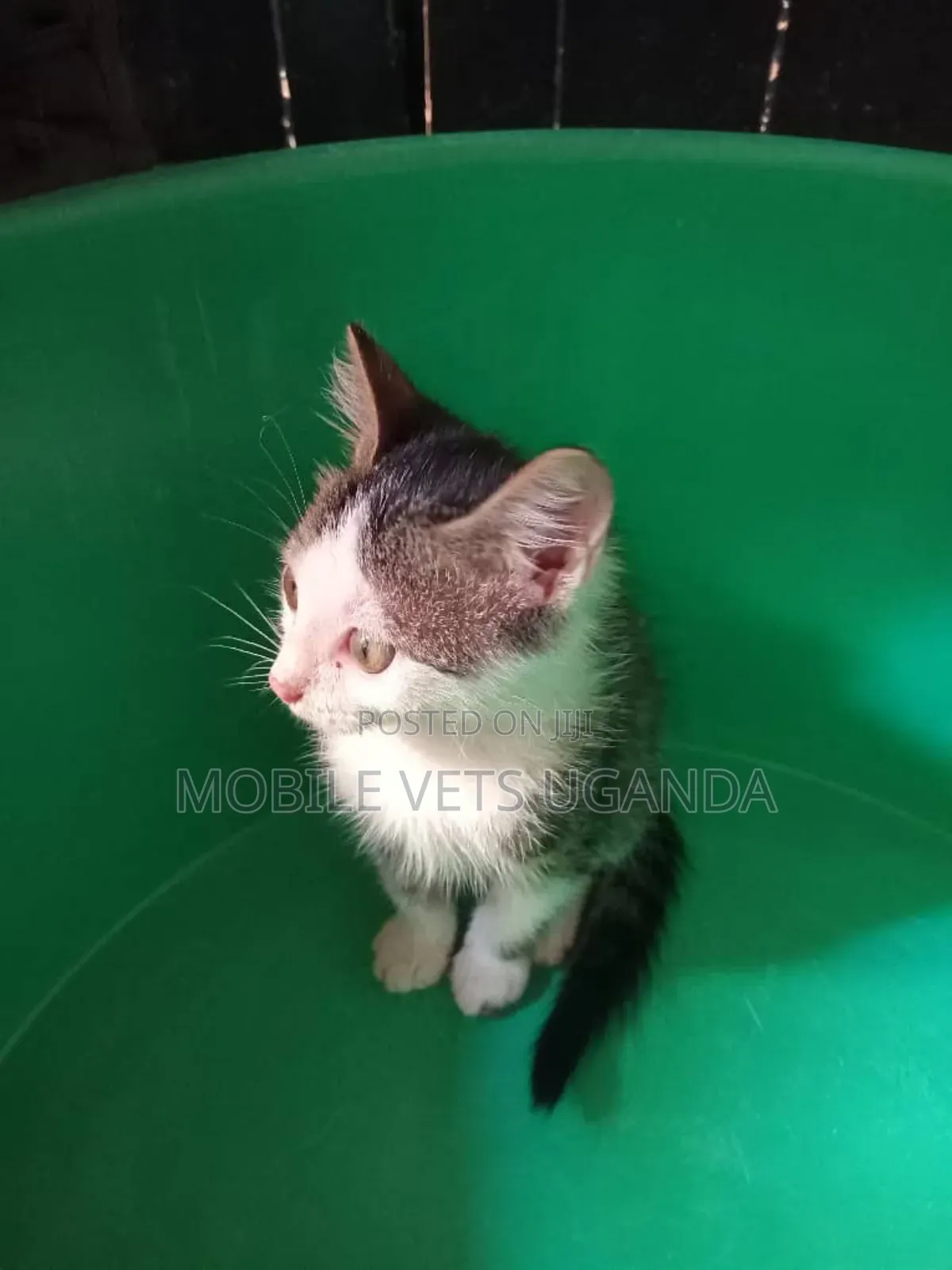 0-1 month Male Purebred Burmese