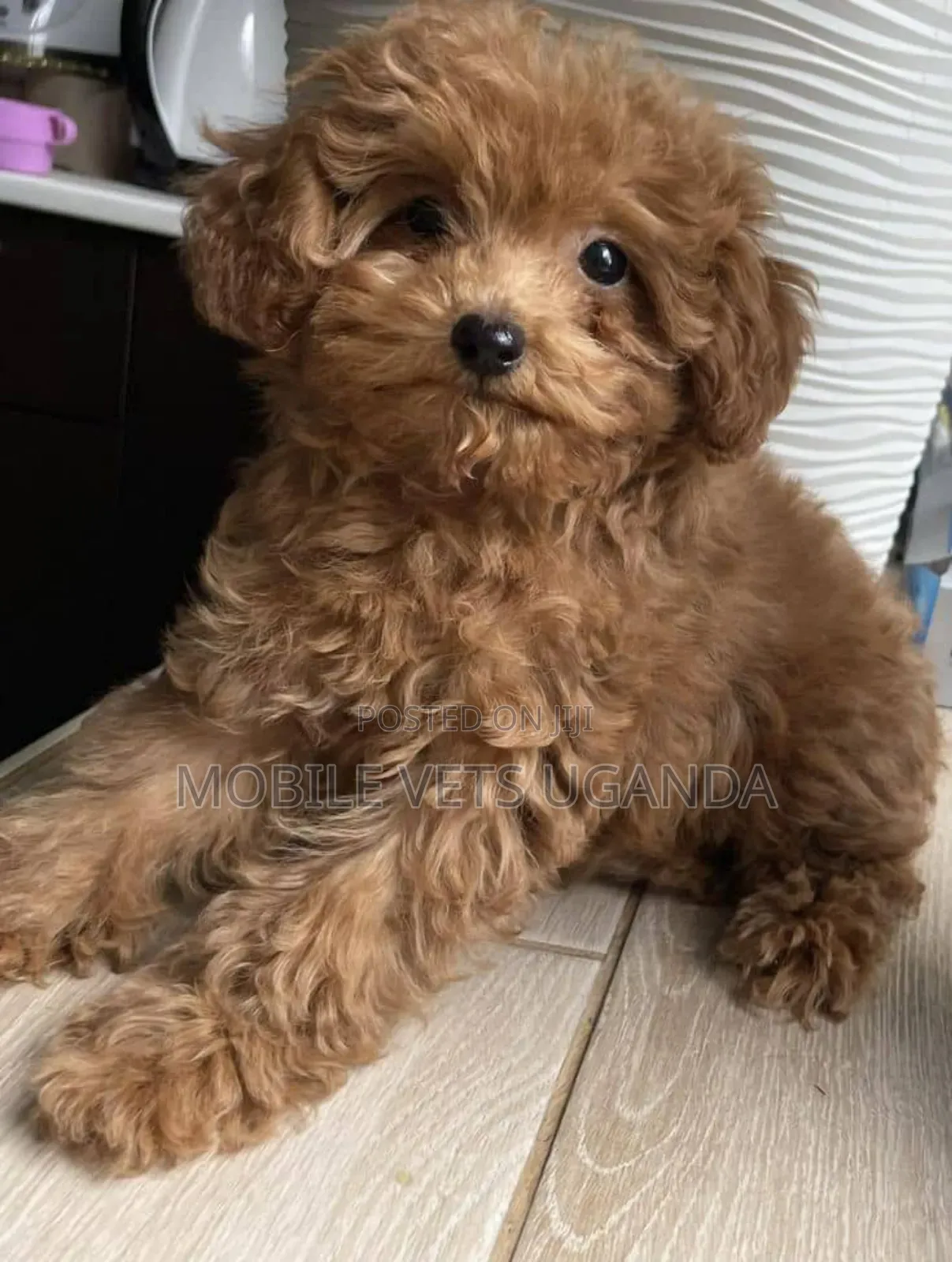 3-6 months Female Purebred Maltese