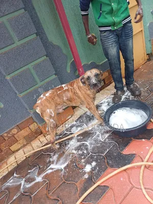 6-12 months Male Purebred Boerboel