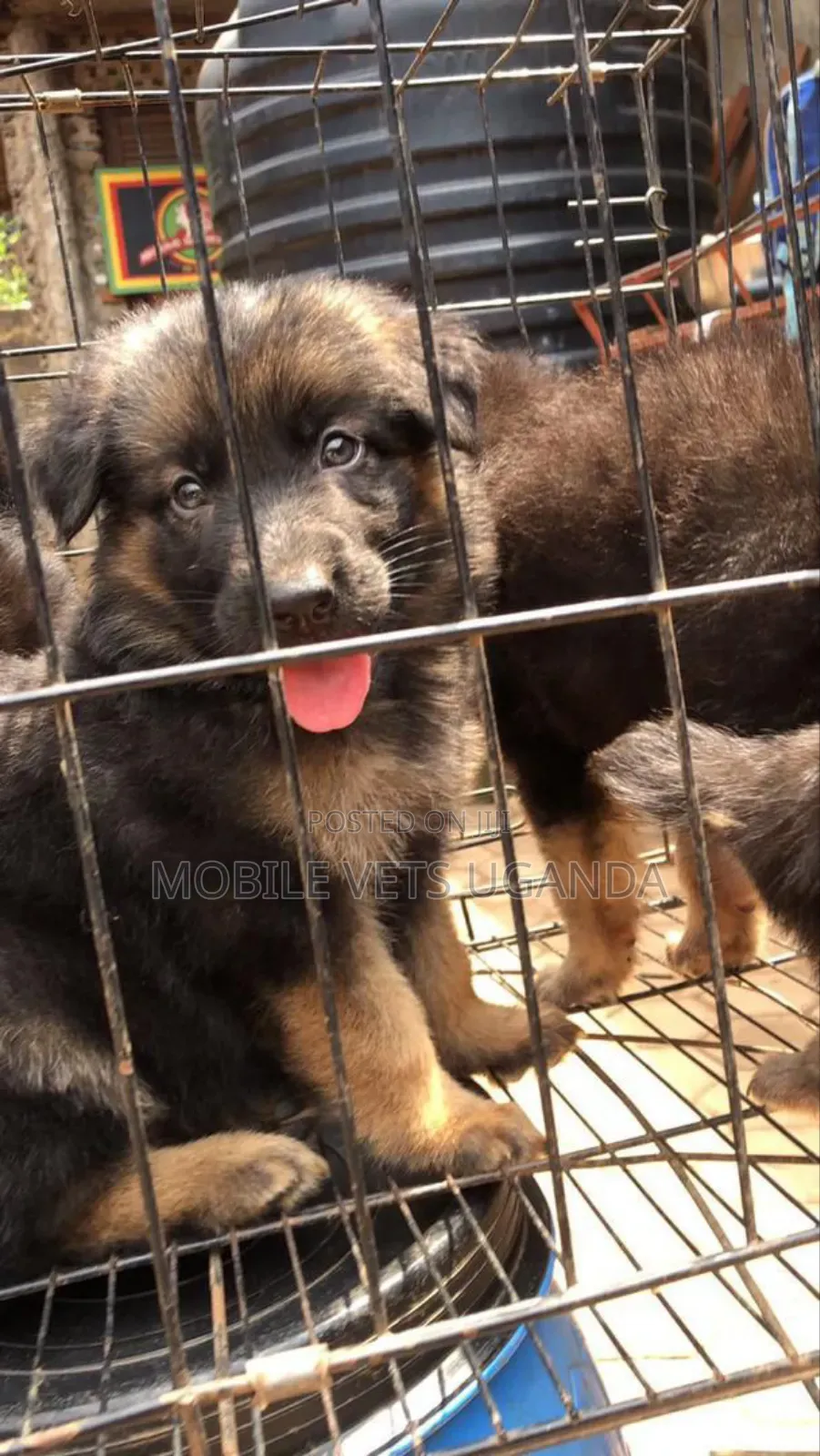 1-3 months Female Purebred German Shepherd