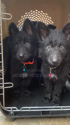 1-3 months Male Purebred German Shepherd