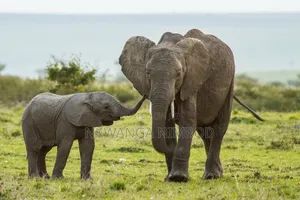 Photo - Elephant Family