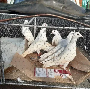 Photo - White Birds