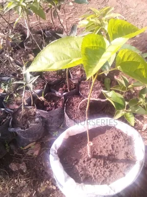 Mulberies (Seedlings)