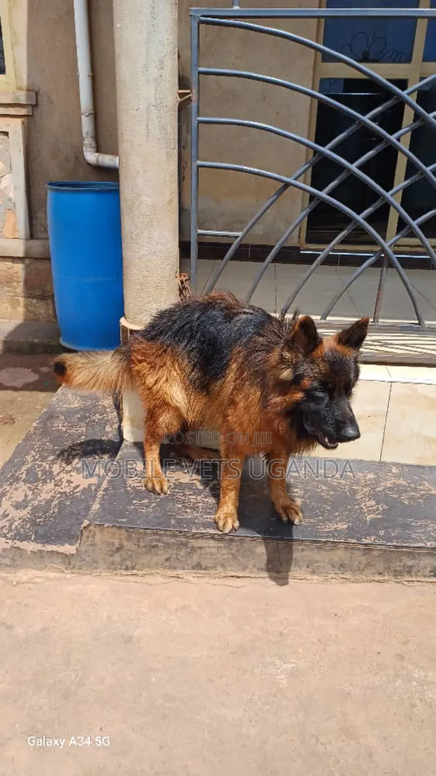 6-12 months Male Purebred German Shepherd