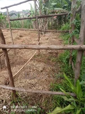 Photo - Handy Man and Shamba Boy in Ndejje