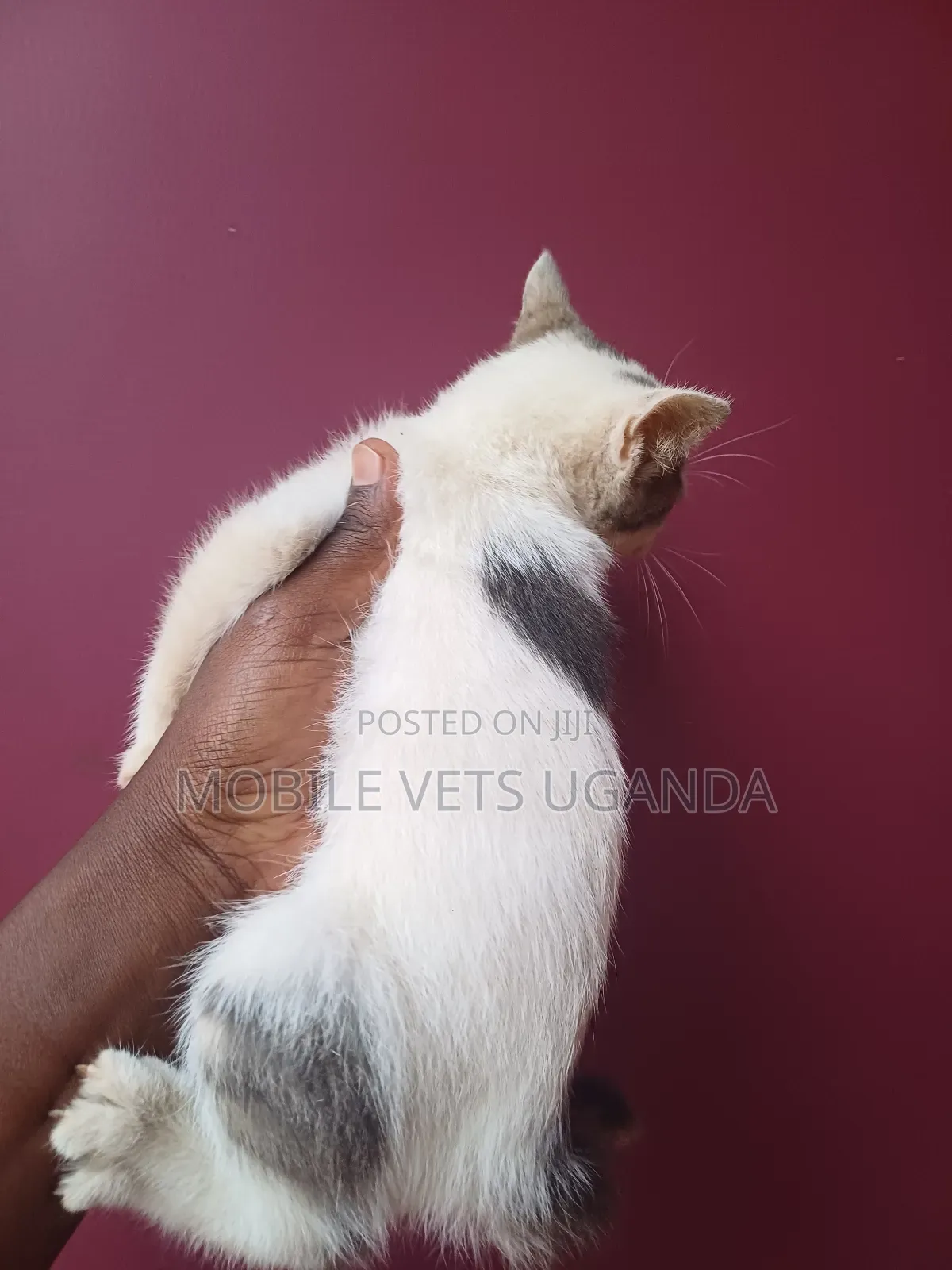 1-3 months Female Purebred Burmese