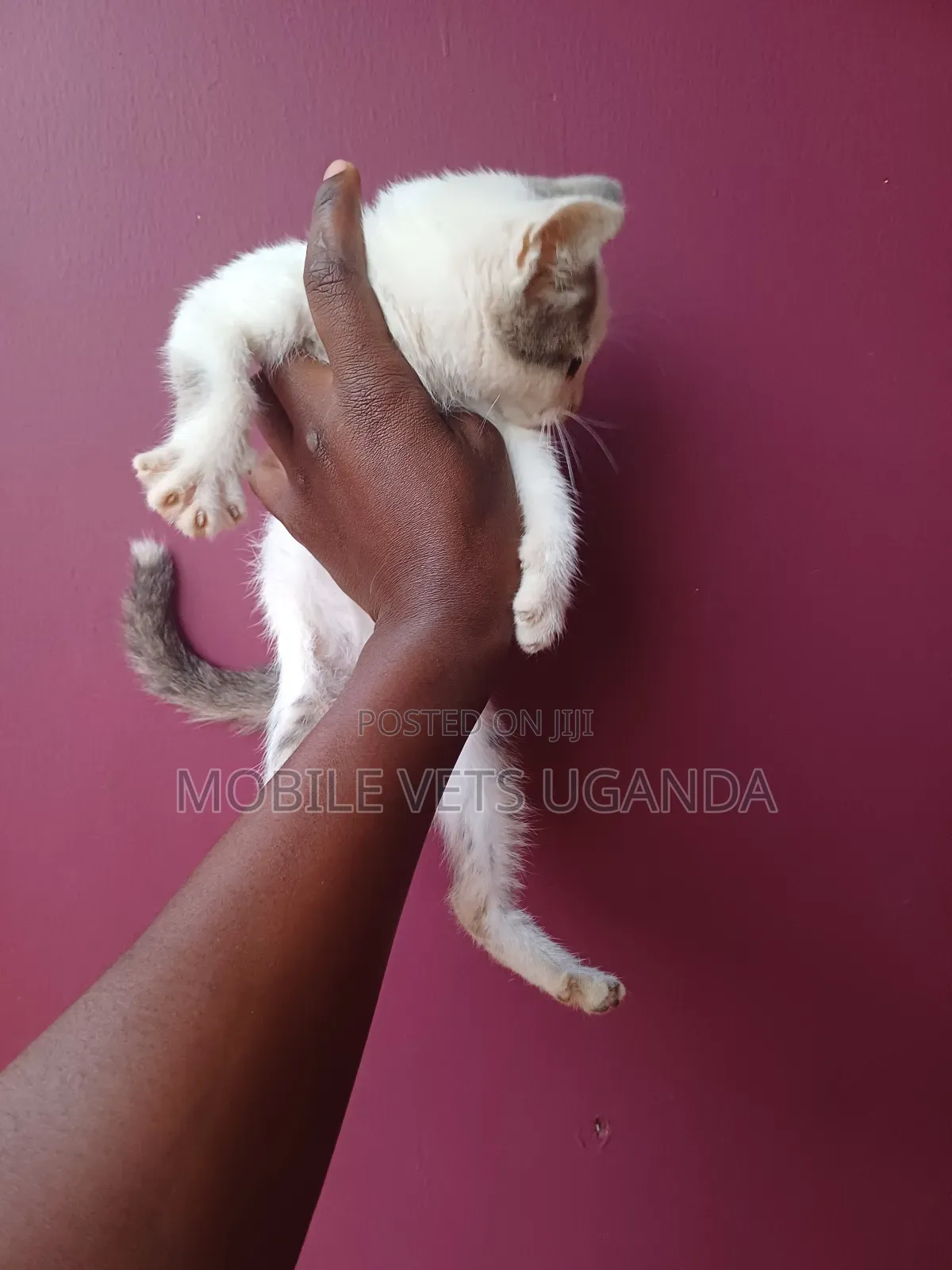 1-3 months Female Purebred Maine Coon