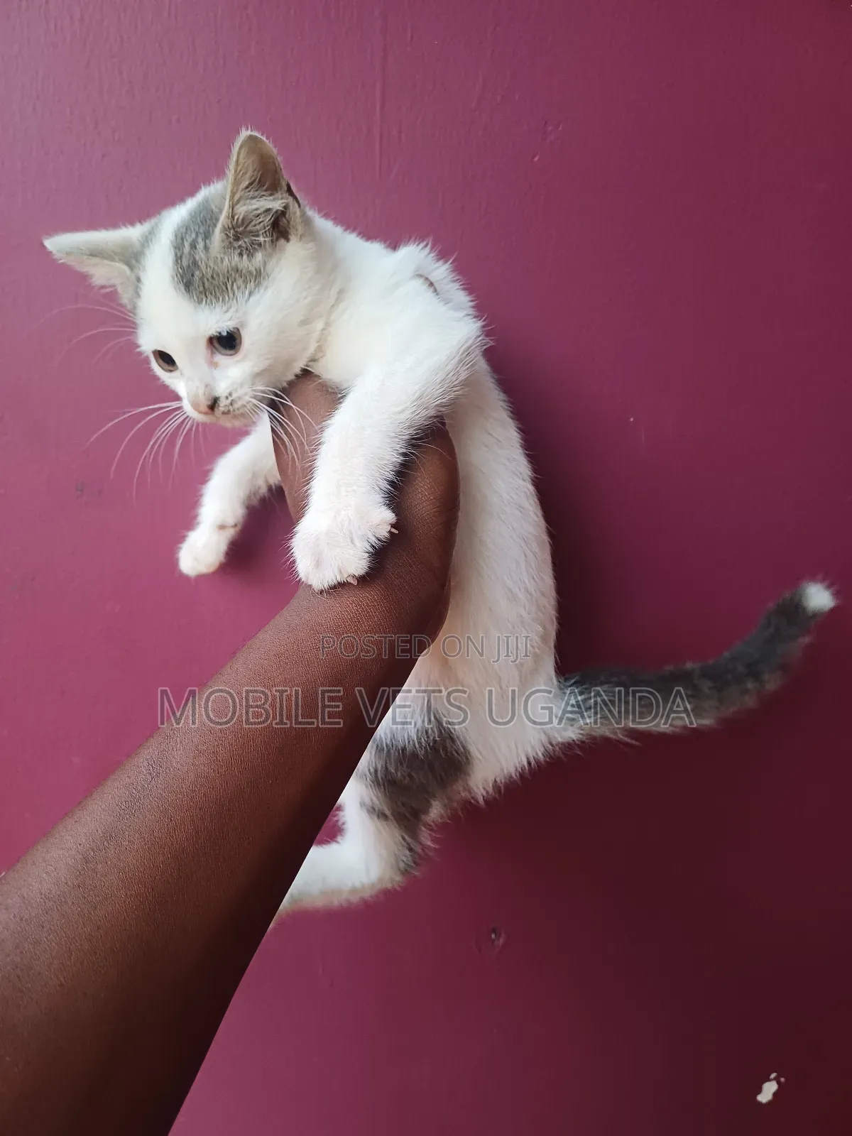1-3 months Female Purebred Somali