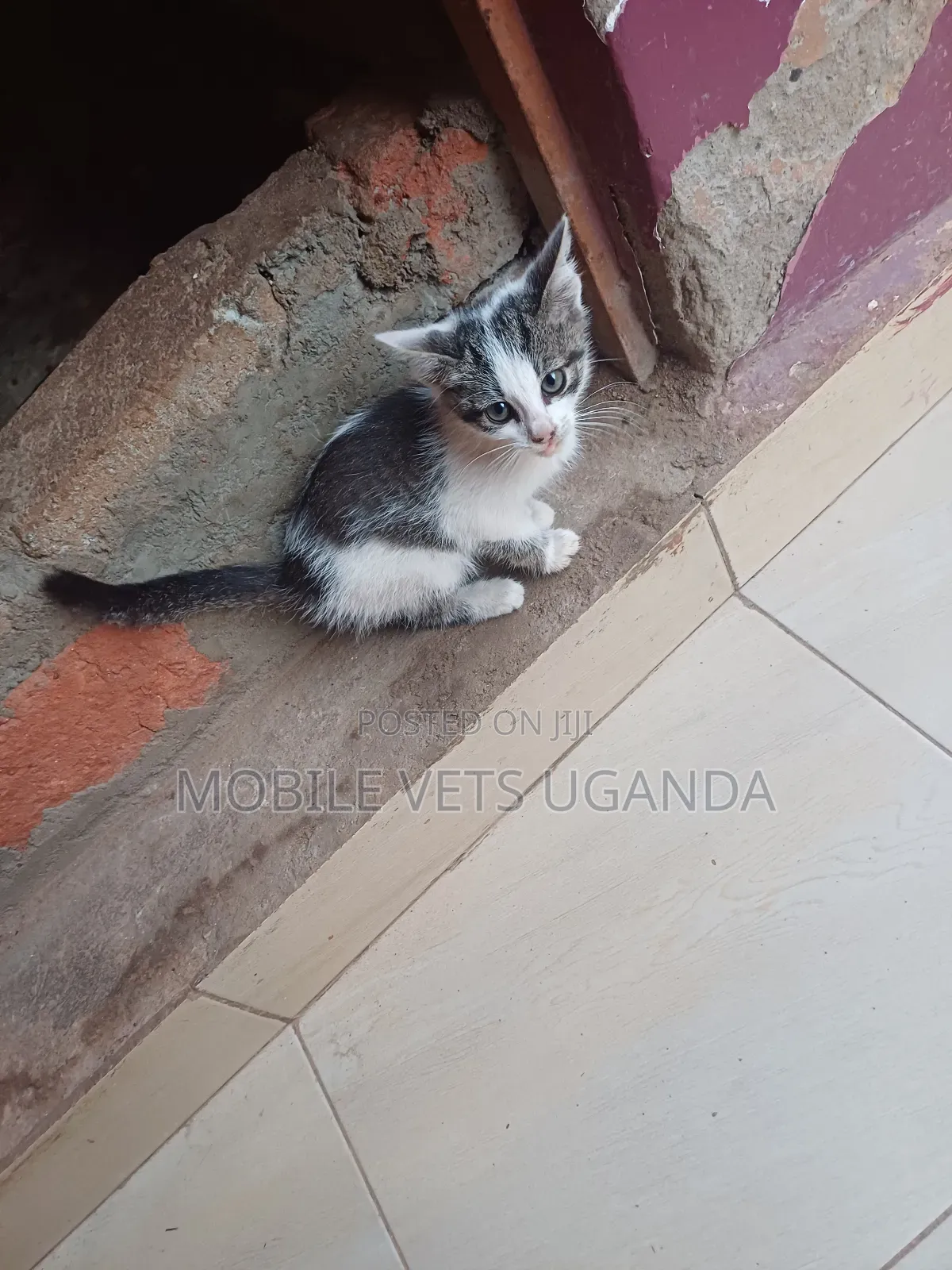 0-1 month Male Purebred Havana Brown