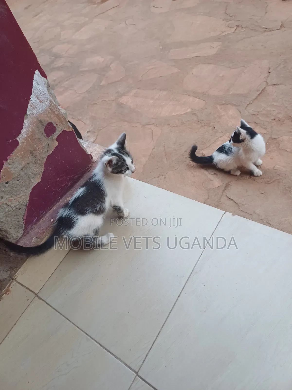 1-3 months Female Purebred Somali