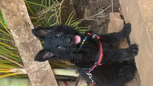 Photo - 1-3 months Female Purebred German Shepherd