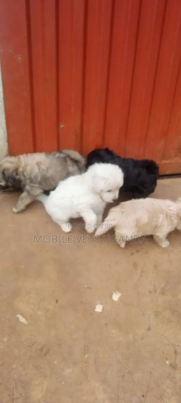 0-1 month Male Purebred Maltese