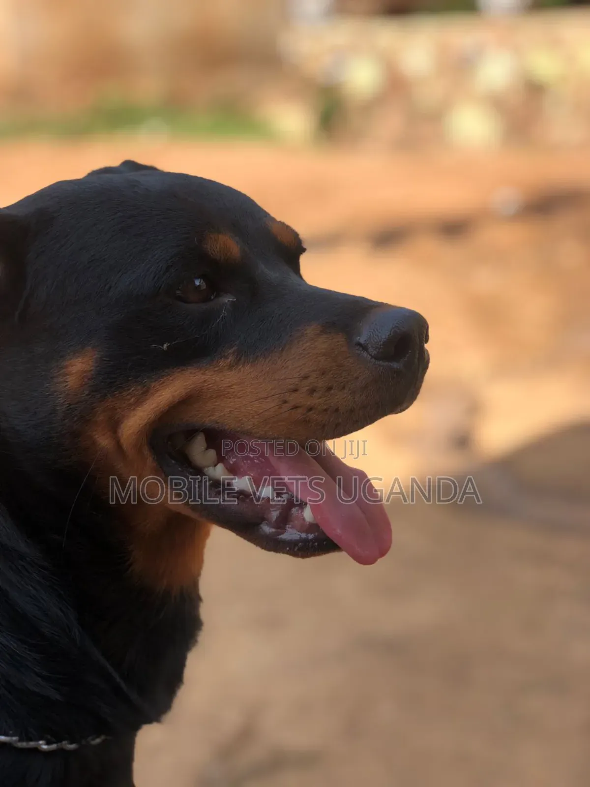 6-12 months Male Purebred Rottweiler