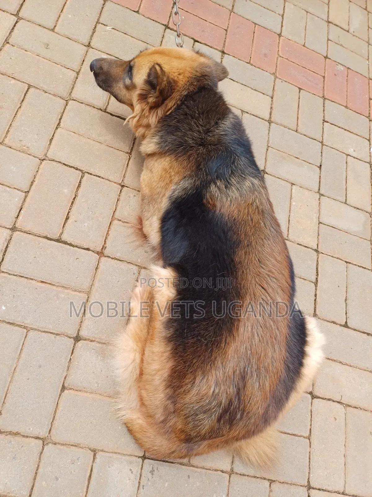 3-6 months Female Purebred German Shepherd