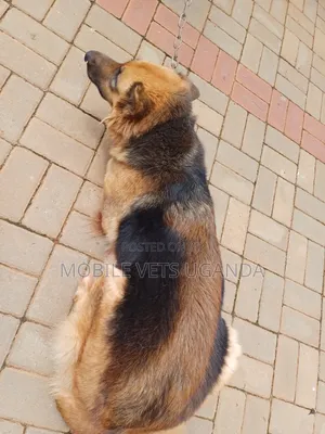6-12 months Female Purebred German Shepherd