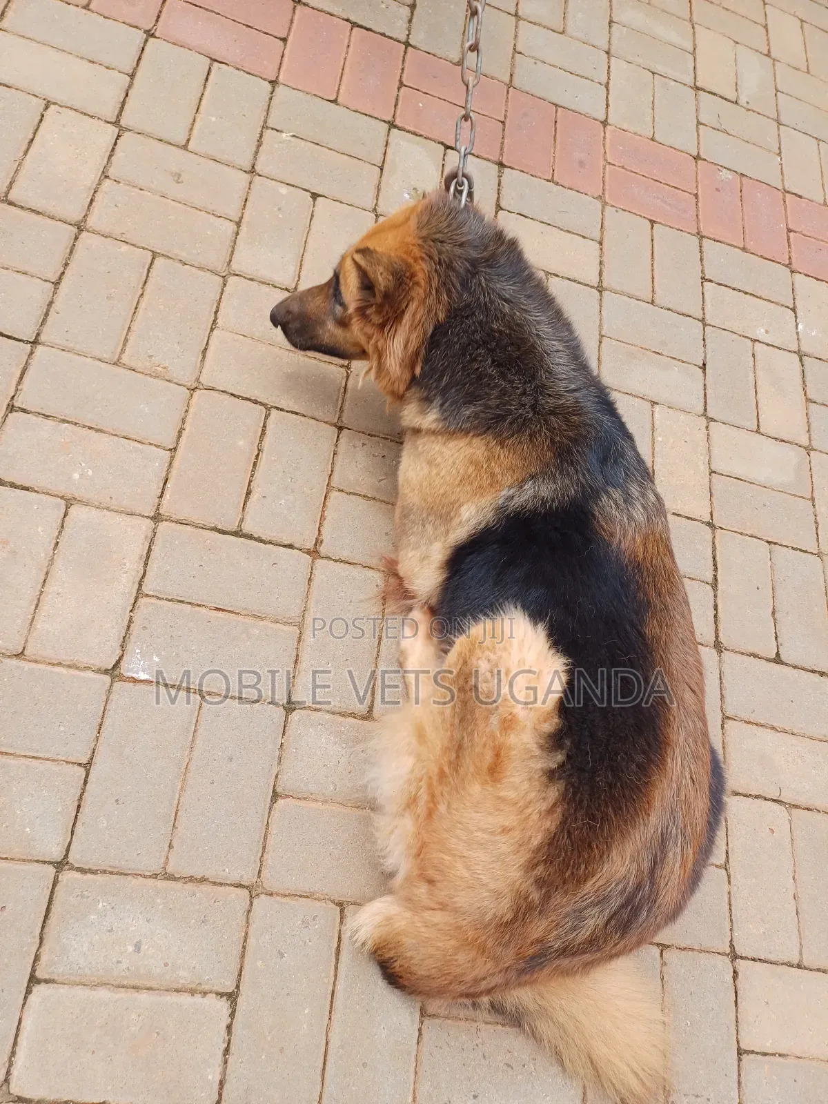 1+ year Female Purebred German Shepherd