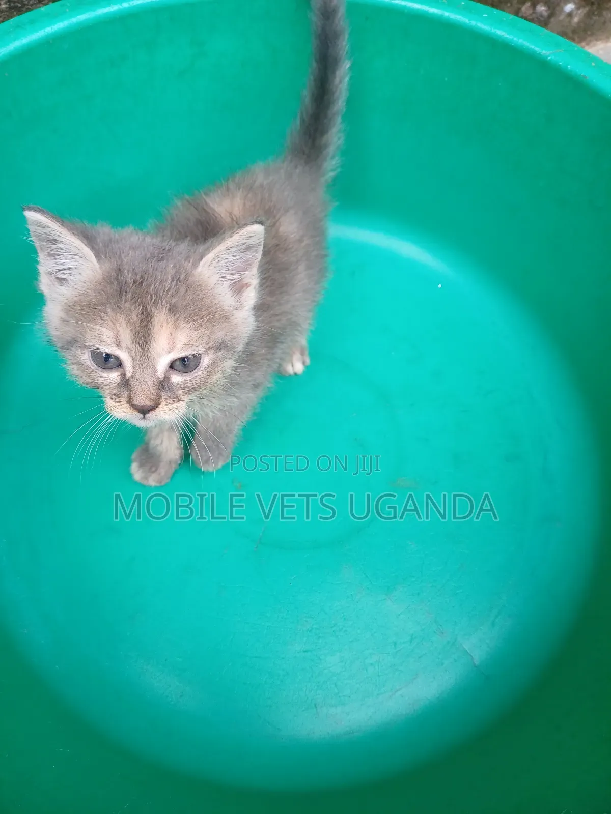0-1 month Female Purebred Exotic