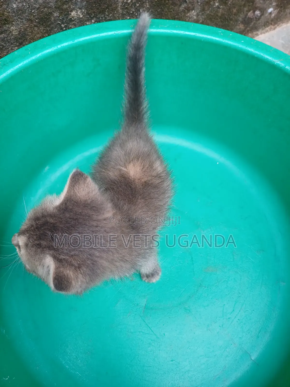 1-3 months Female Purebred Siberian