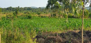 Photo - Land for Sale