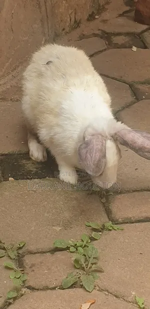 Photo - New Zealand Rabbit