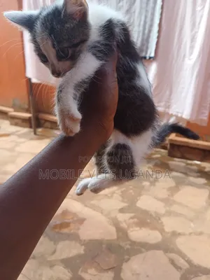 1-3 months Female Purebred American Bobtail