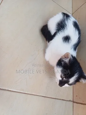 1-3 months Male Purebred Typon