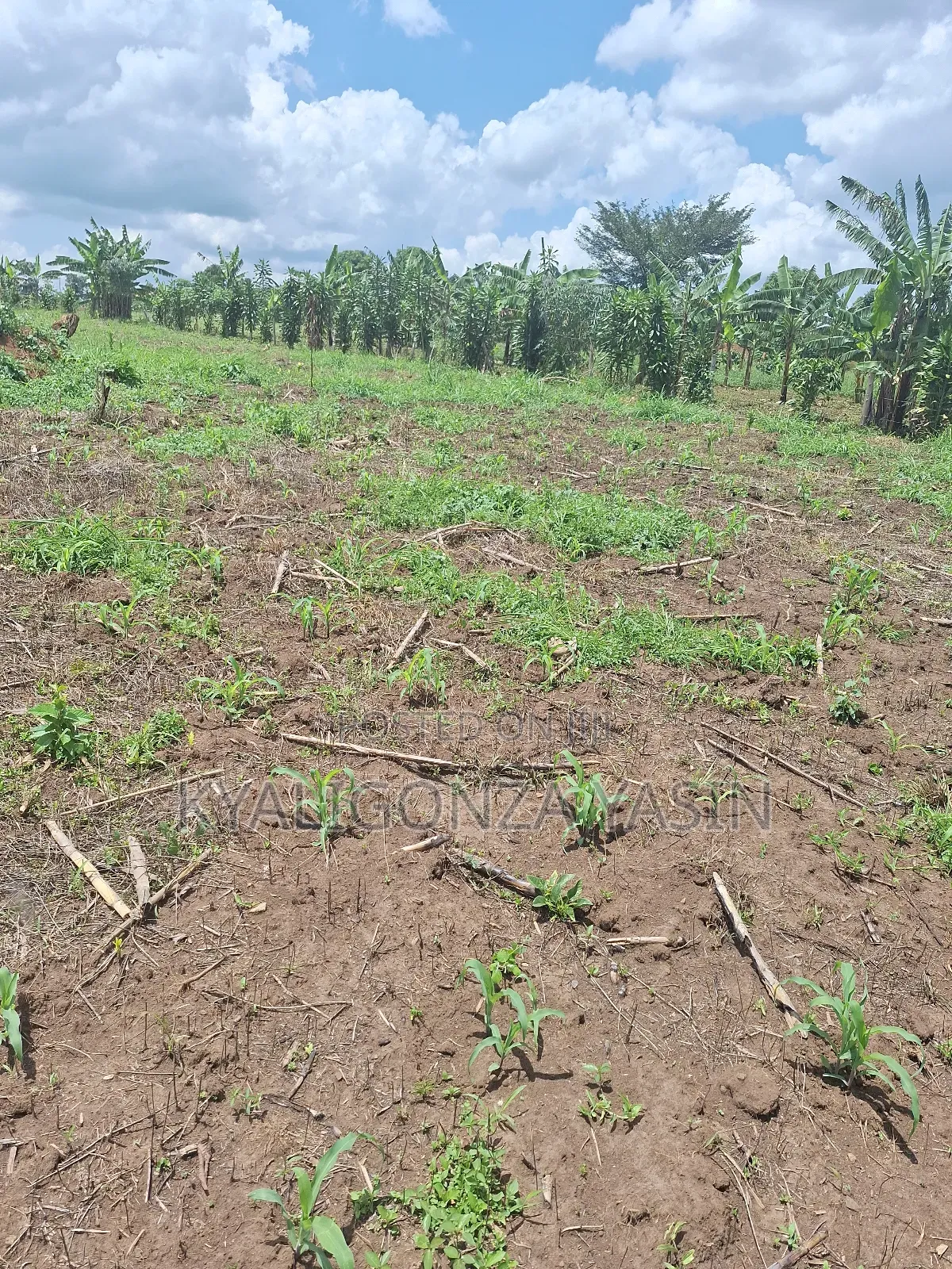 Plots for Sale