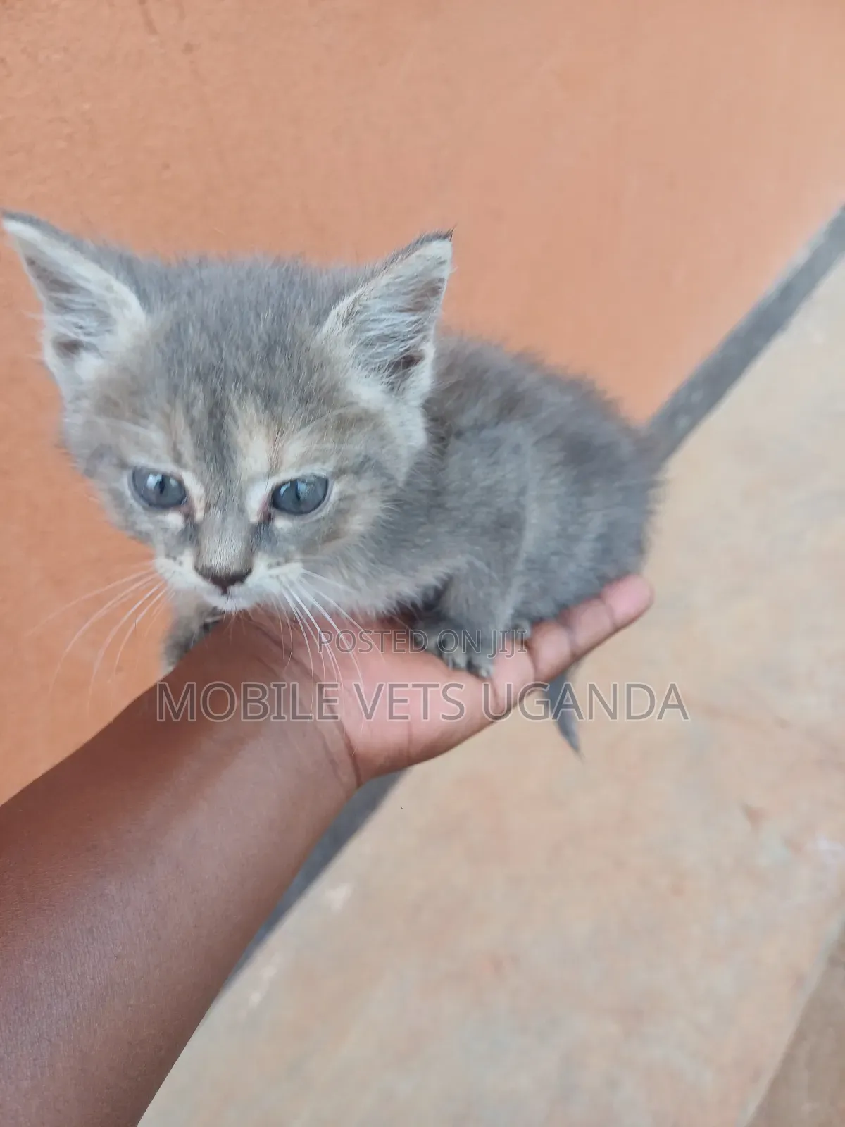 0-1 month Male Purebred Birman