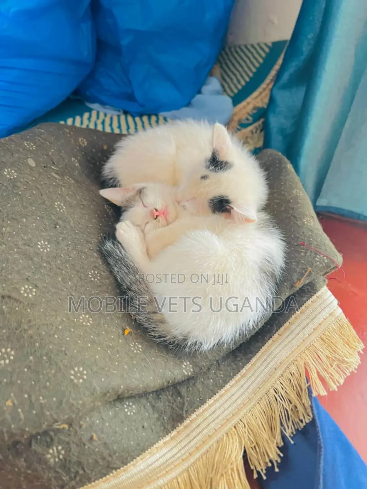 1-3 months Male Purebred Birman